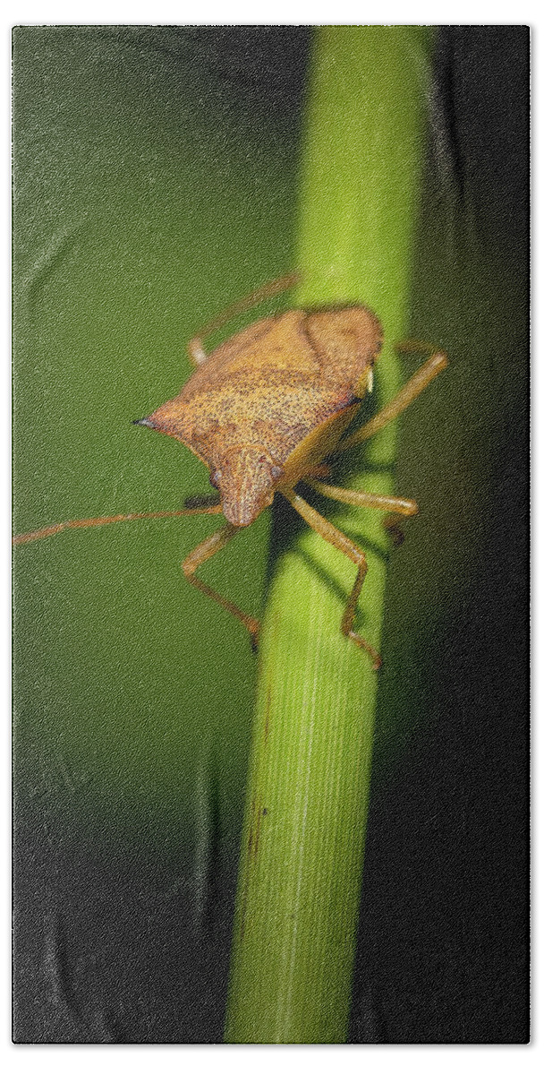 Spined Soldier Bug Beach Towel featuring the photograph Sally the Stink Bug by Mark Andrew Thomas