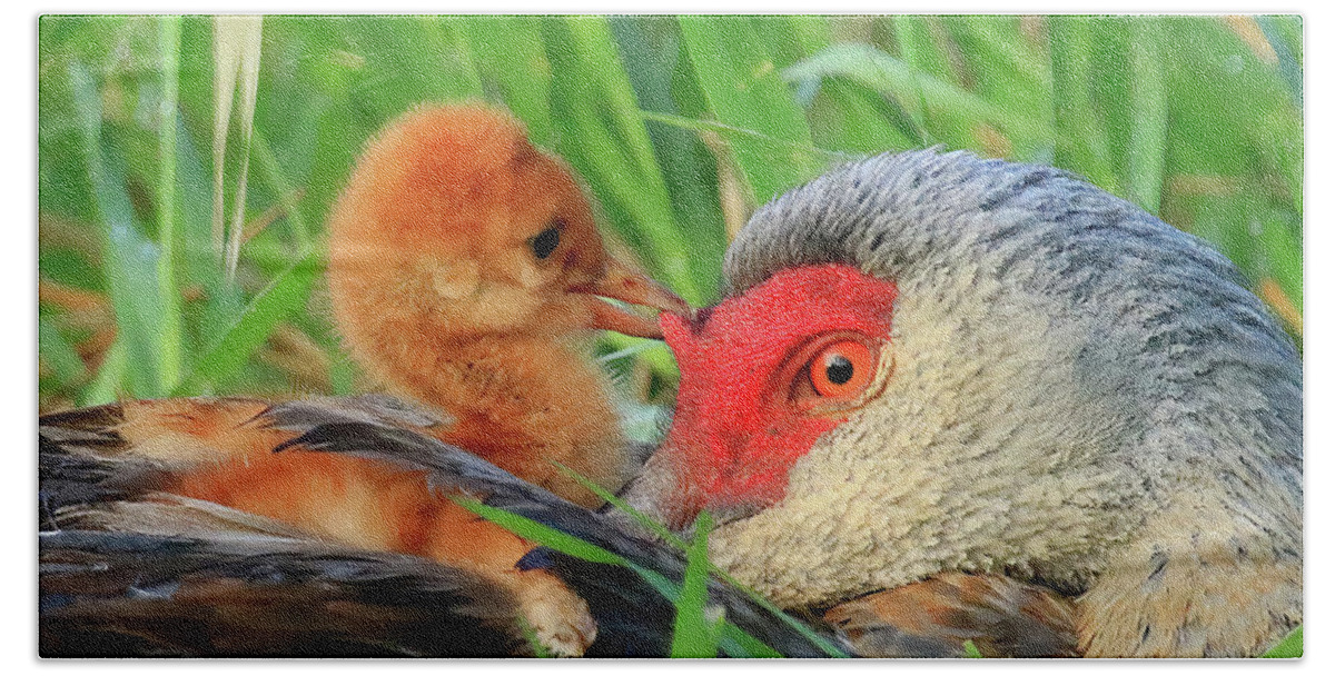 Sandhill Cranes Beach Towel featuring the photograph Sandhill Crane Colt Playing with the Red Skin on Mom's Head by Shixing Wen