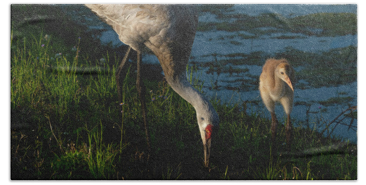Birds Beach Towel featuring the photograph Sandhill Crane by Larry Marshall