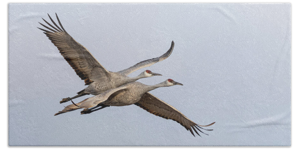 Sandhill Cranes Beach Towel featuring the photograph Sandhill Cranes in Flight 2020-6 by Thomas Young