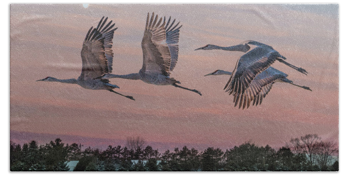 Sandhill Crane Beach Towel featuring the photograph Sandhill Cranes in Flight by Patti Deters