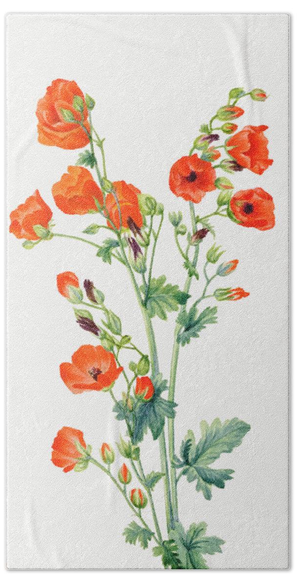 Scarlet Globe Mallow Beach Towel featuring the painting Scarlet Globe Mallow by Mary Vaux Walcott. by World Art Collective