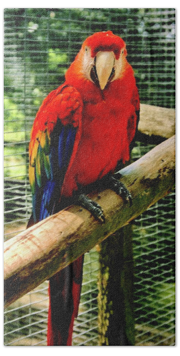  Beach Towel featuring the photograph Scarlet Macaw Parrot by Gordon James