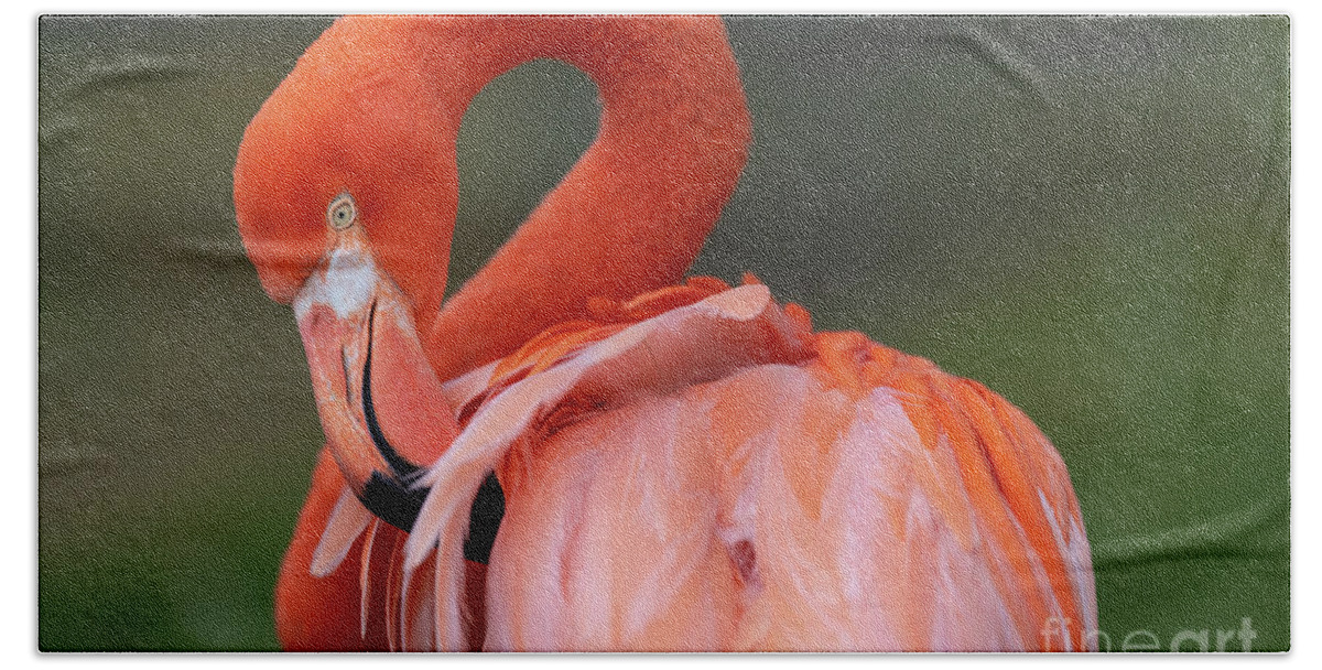 Bird Beach Towel featuring the photograph Scratching My Back by David Levin