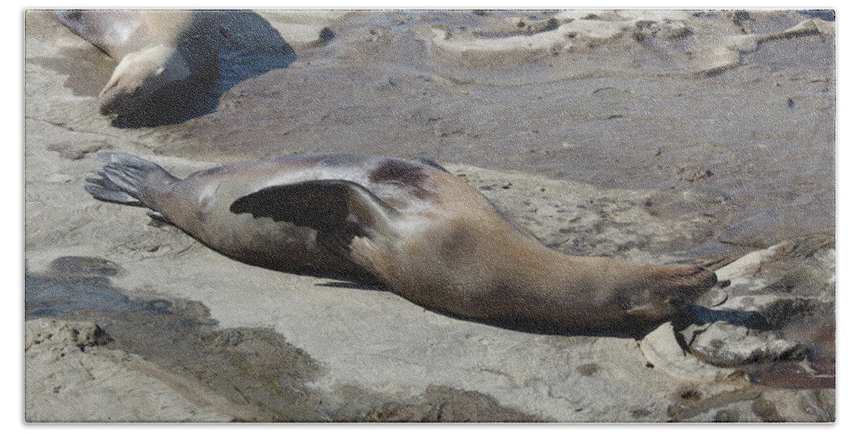 Sea Lions Beach Towel featuring the photograph Sea Lions in the Sun by Cathy Anderson