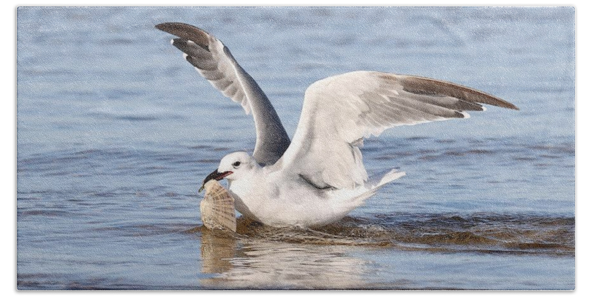 Seagull Beach Towel featuring the photograph Seagull and Its Catch by Mingming Jiang