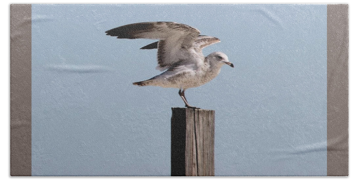 Seagull Beach Towel featuring the photograph Seagull on Post by Catherine Wilson