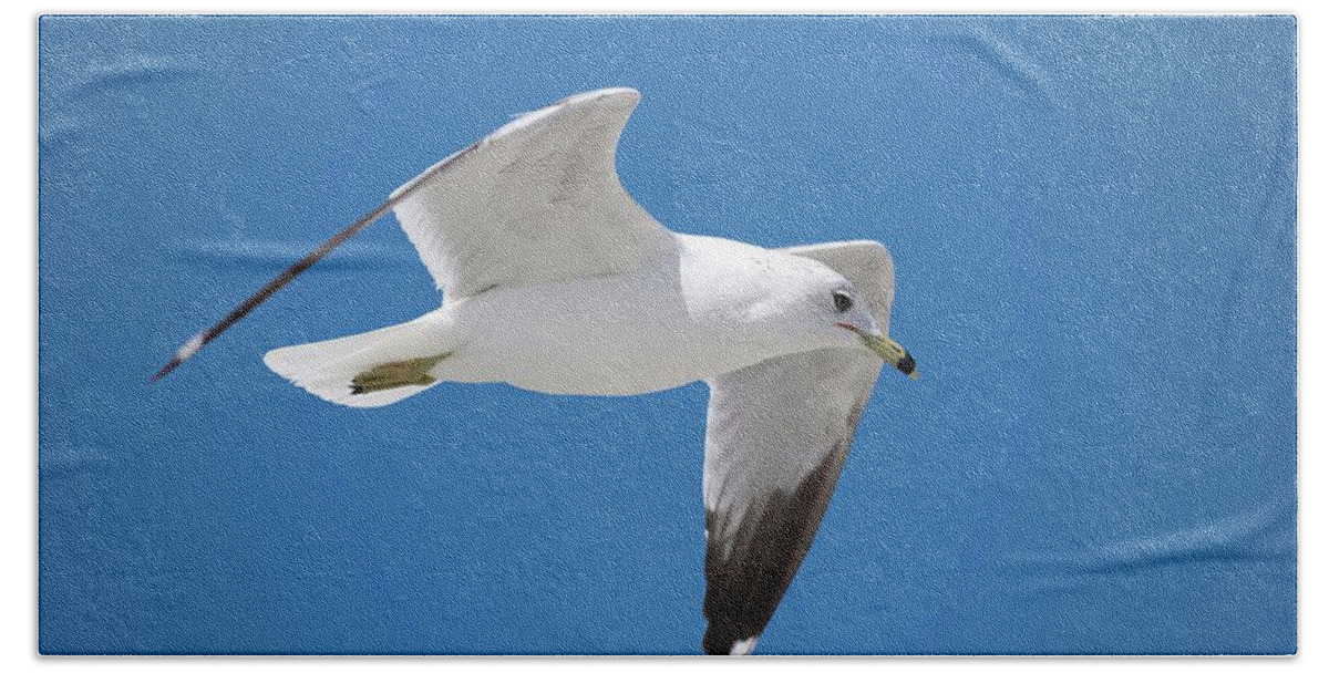 Bird Beach Towel featuring the photograph Seagull over Tybee by Ludwig Keck