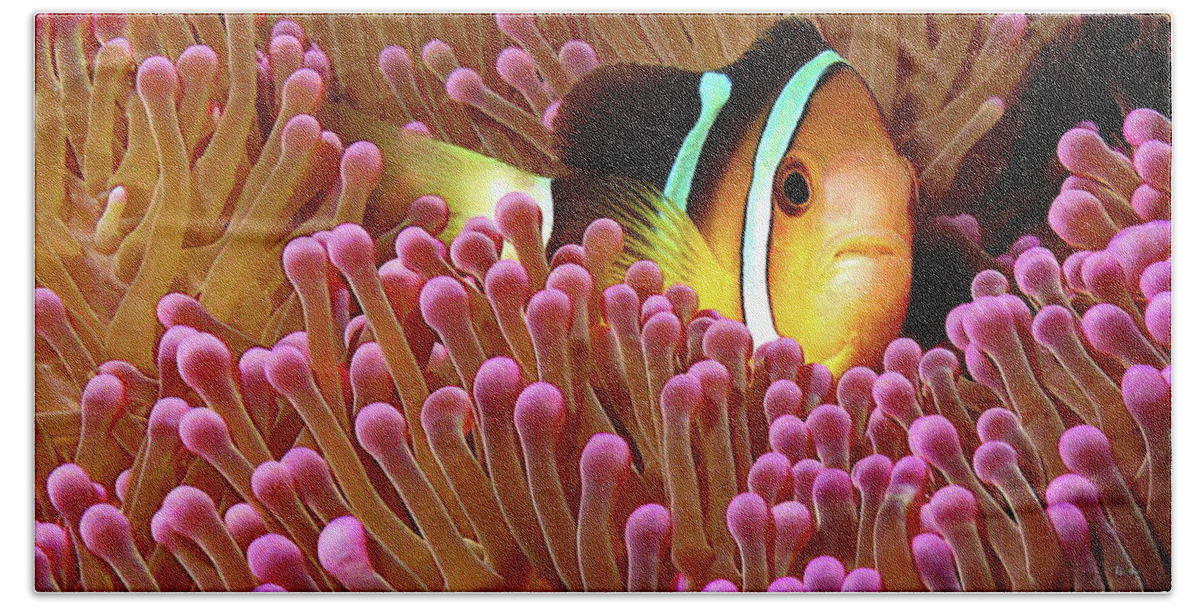 Sebae Beach Towel featuring the photograph Sebae Clownfish by Russ Harris