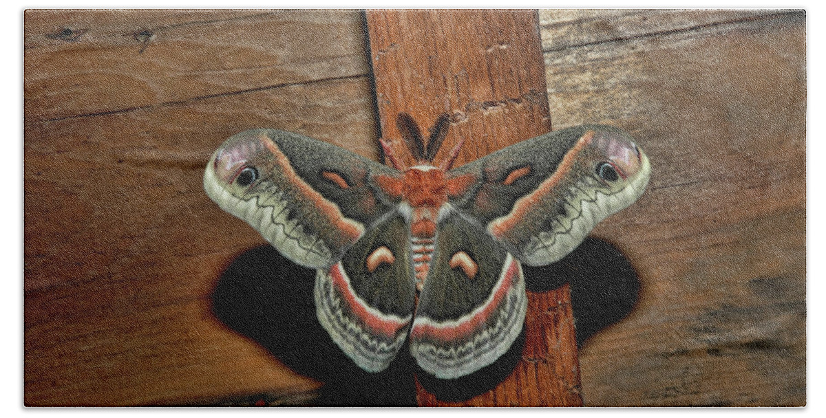 Moth Beach Towel featuring the photograph Secropius by David Armstrong