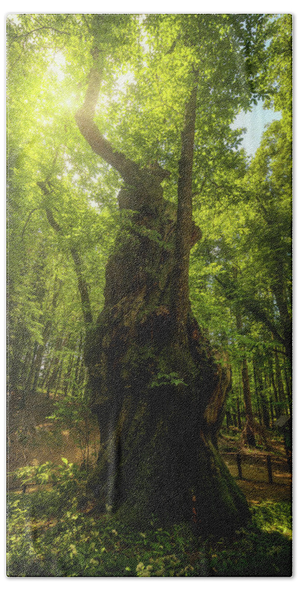 Chestnut Beach Towel featuring the photograph Secular Chestnut Tree by Stefano Orazzini