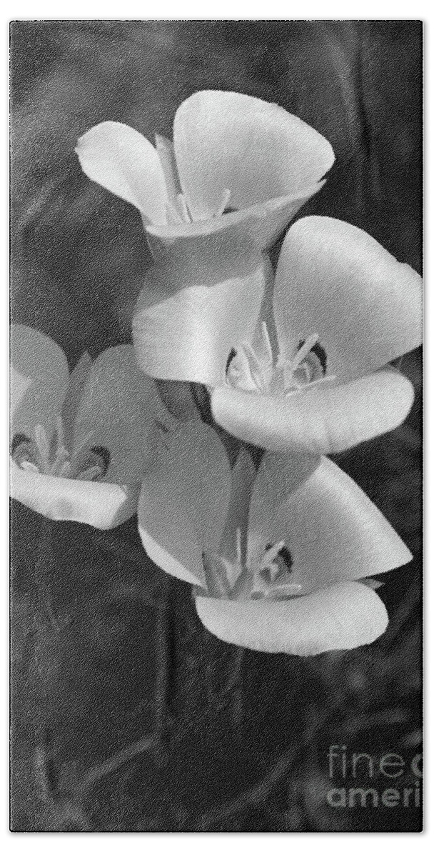 Sego Lily Black And White Beach Towel featuring the photograph Sego Lily Black and White by Vivian Christopher