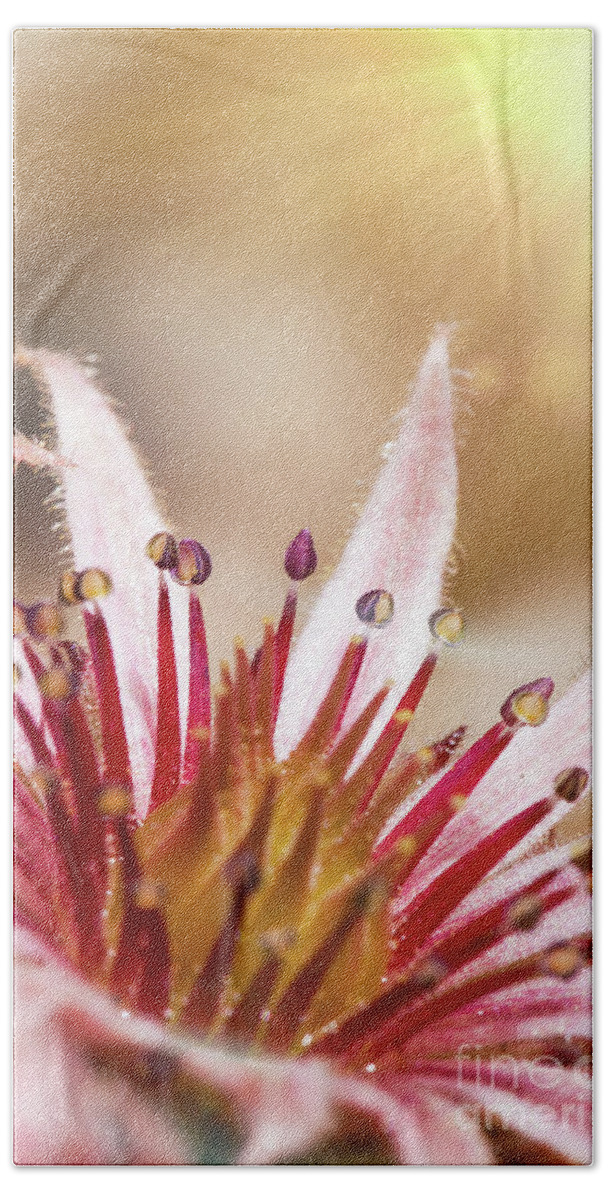 Sempervivum Beach Towel featuring the photograph Sempervivum pink flowers macro with sunshine by Simon Bratt