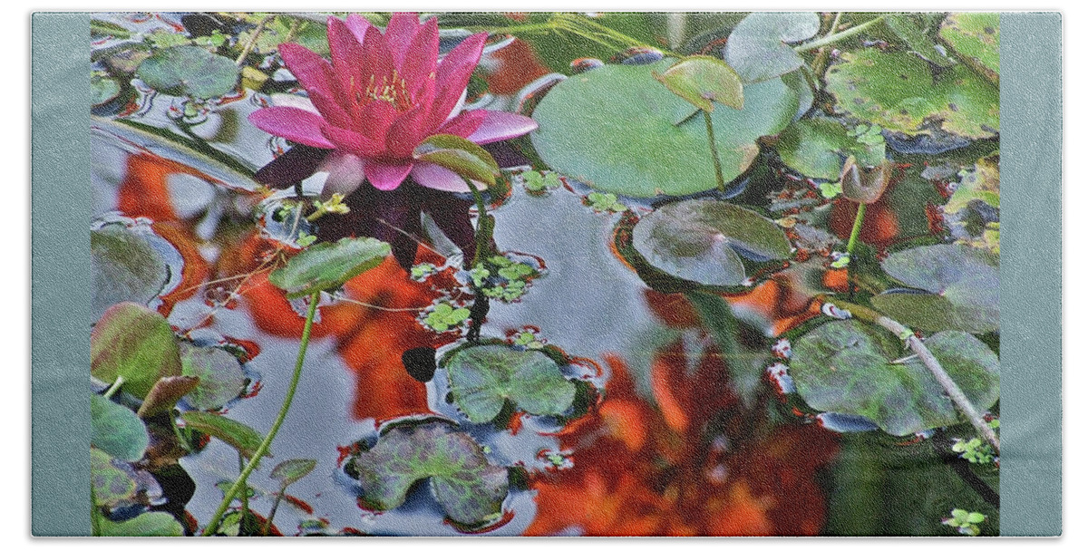 Waterlily: Water Garden Beach Towel featuring the photograph September Rose Water Lily 1 by Janis Senungetuk