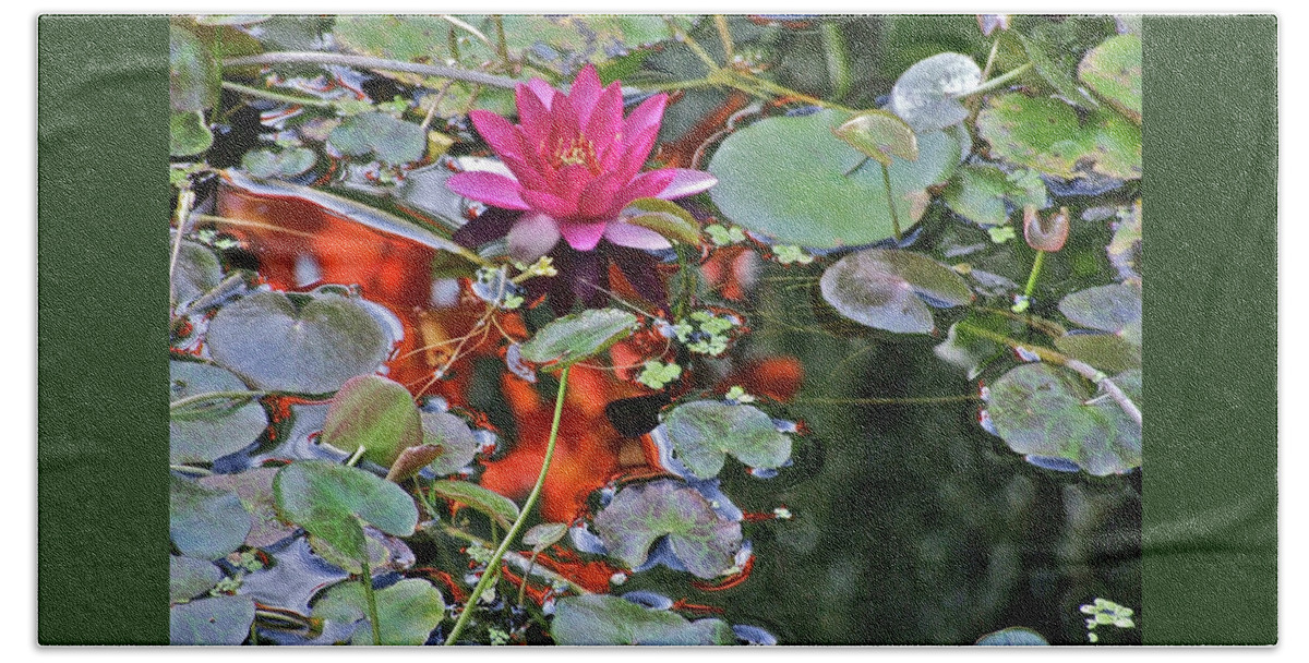 Water Lily: Water Garden Beach Towel featuring the photograph September Rose Water Lily 2 by Janis Senungetuk