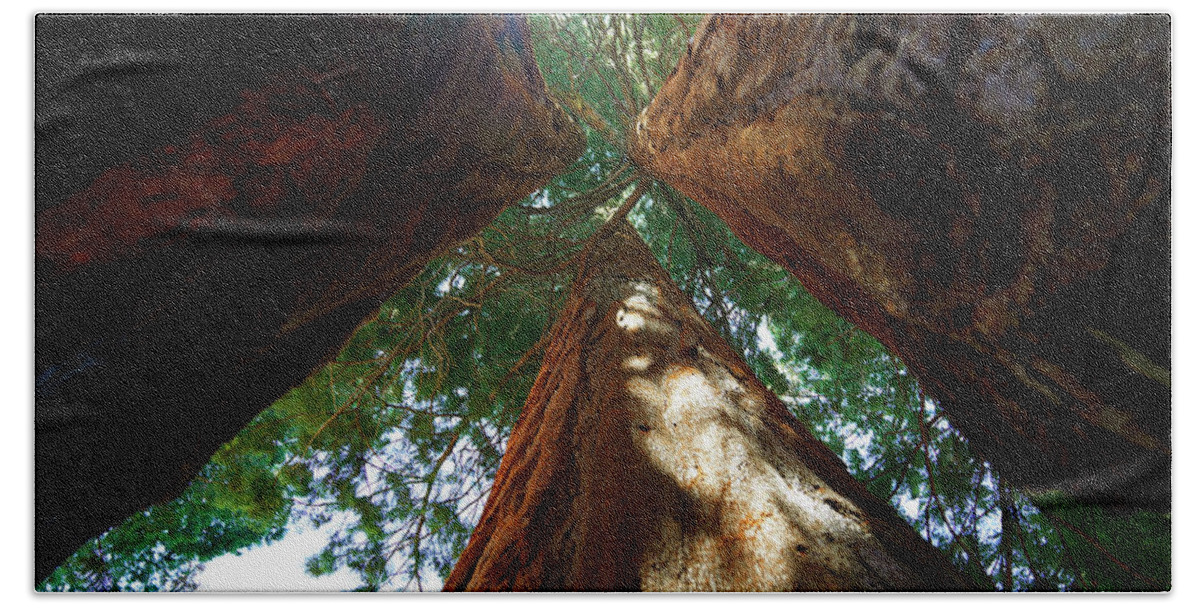 Sequoia National Forest Beach Towel featuring the photograph Sequoia Forest by Rick Wilking