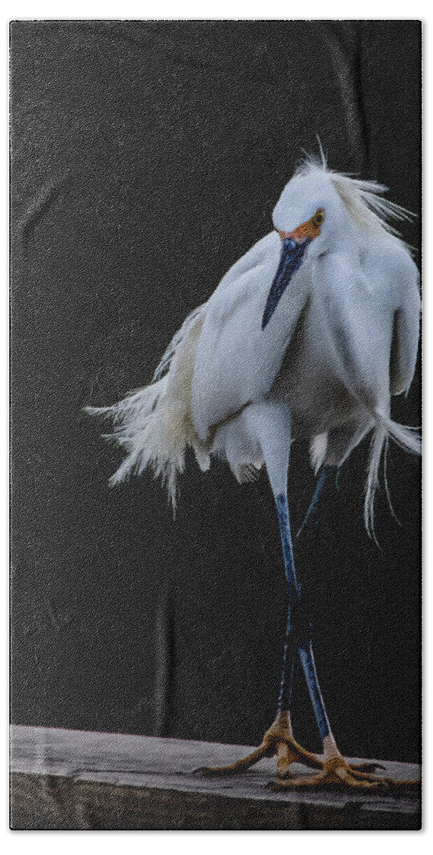 Bird Beach Towel featuring the photograph Shall We Dance by Shara Abel