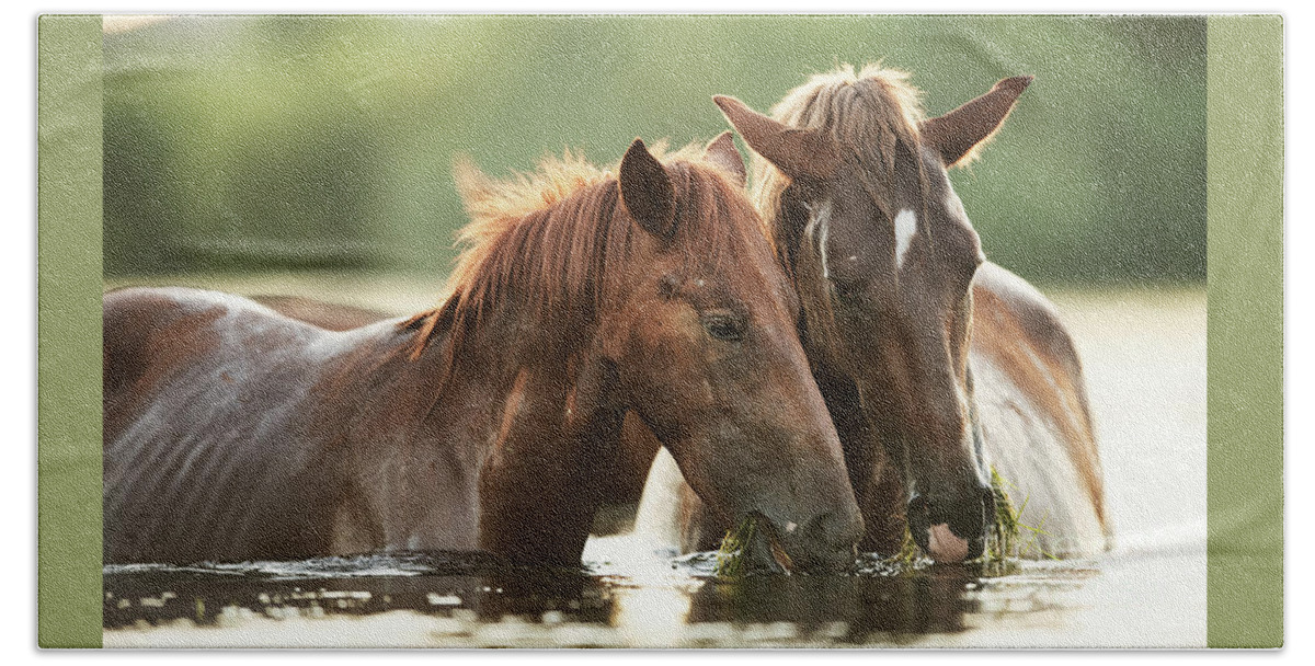 Salt River Wild Horses Beach Towel featuring the photograph Sharing by Shannon Hastings