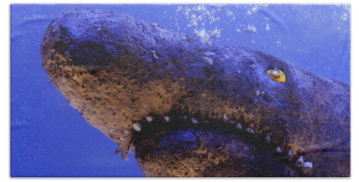 Shark Beach Towel featuring the photograph Shark Yam by Cacio Murilo De Vasconcelos