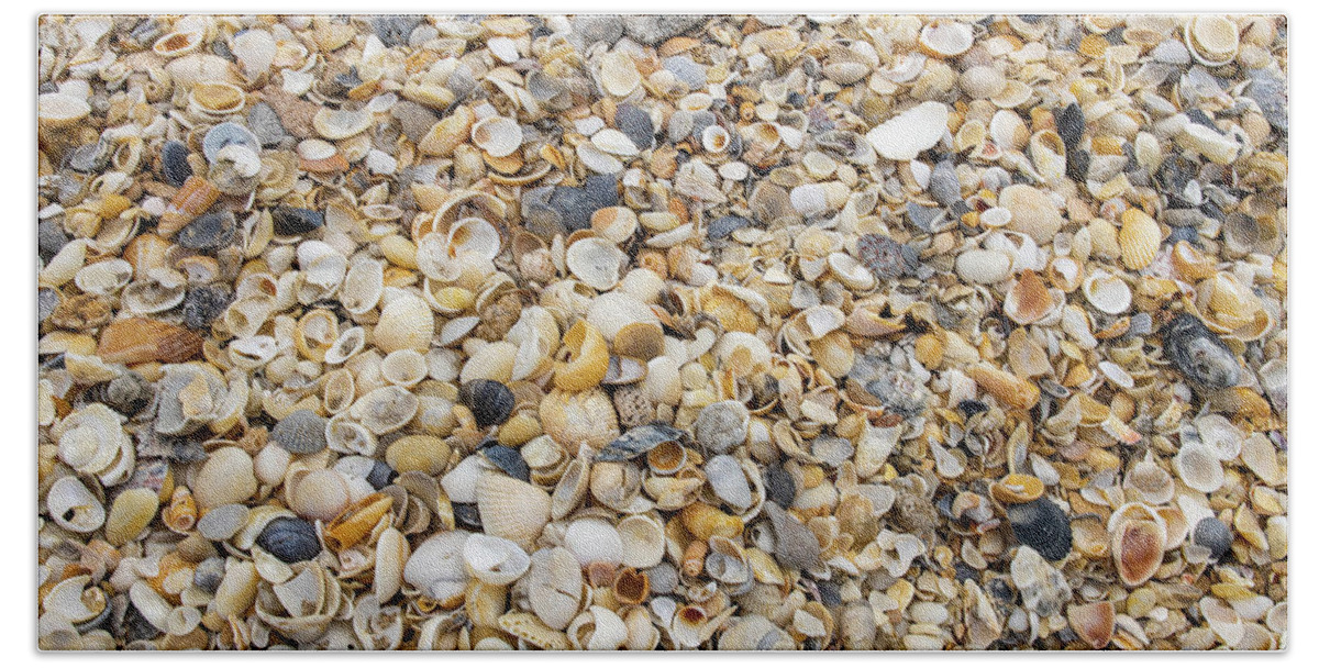 Shell Beach Towel featuring the photograph Shells By The Sea by Blair Damson