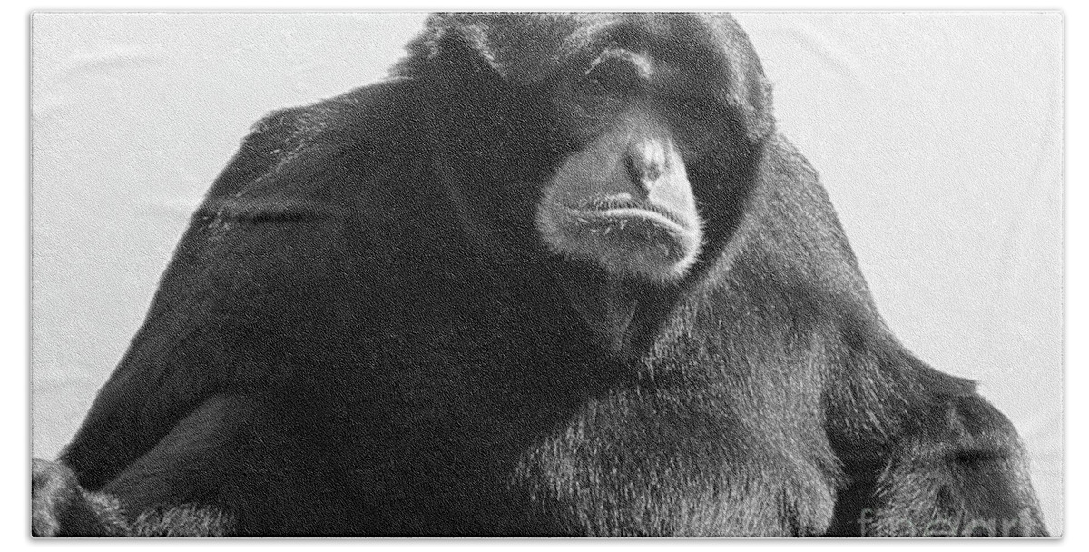 Siamang Beach Towel featuring the photograph Siamang Portrait in Black and White by Bentley Davis