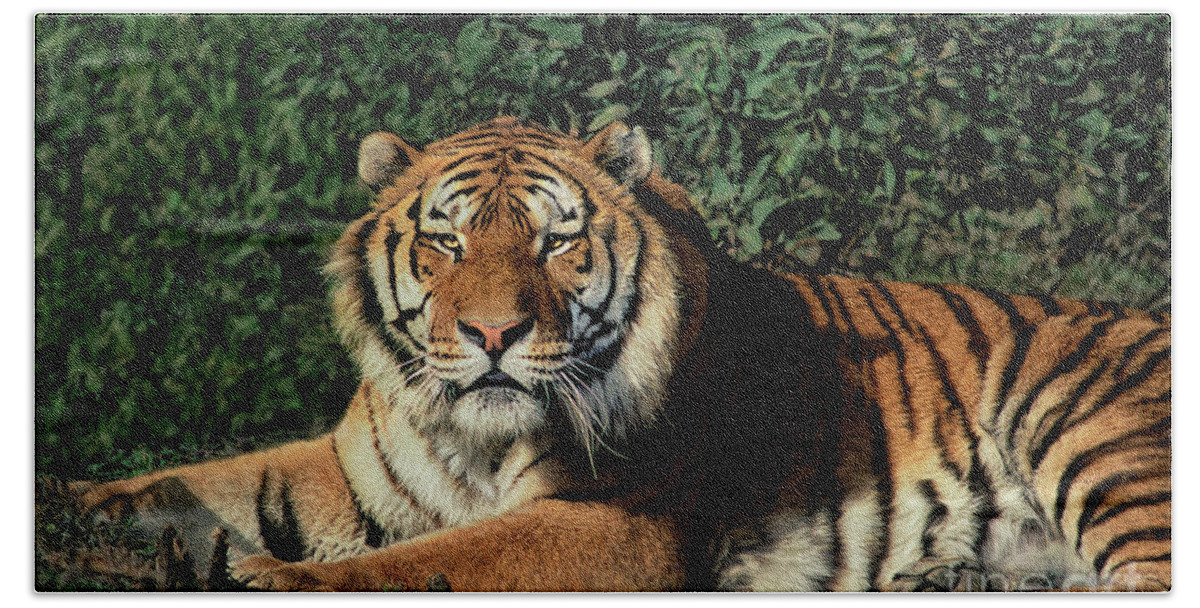 Dave Welling Beach Towel featuring the photograph Siberian Tiger Panthera Tigris Altaicia Wildlife Resc by Dave Welling