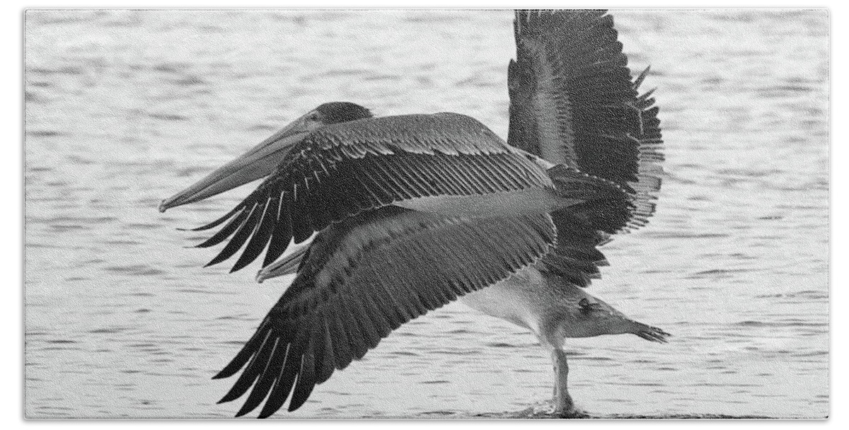 Pelicans Beach Towel featuring the photograph Side by Side Black and White by Mingming Jiang