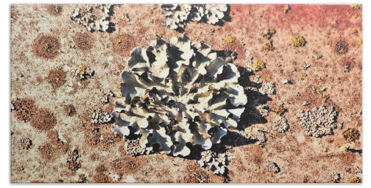 Nature Beach Towel featuring the photograph Silver Lichen on Rusted Metal by Sheila Brown