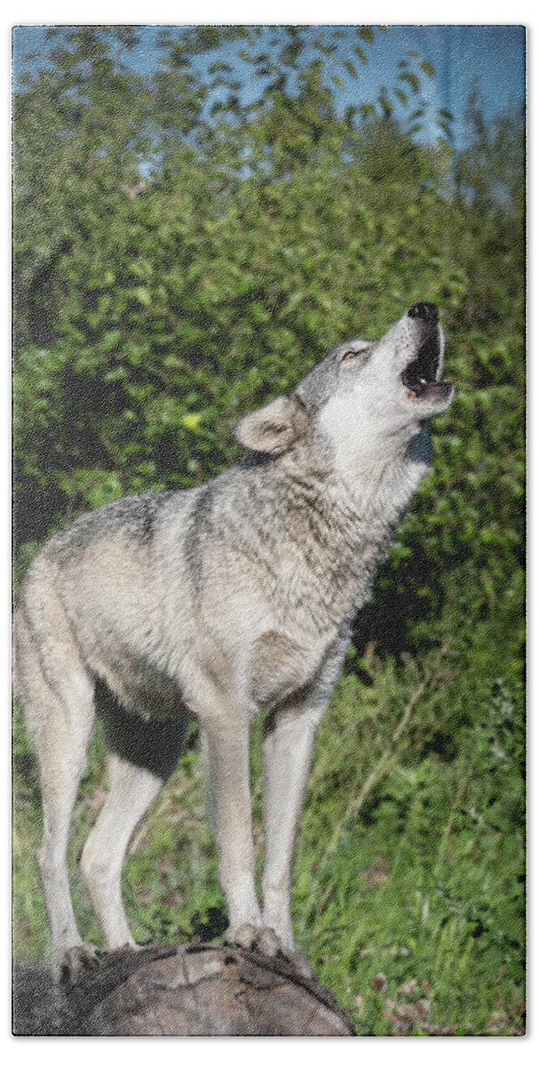 Wolf Beach Towel featuring the photograph Singing and Howling by Laura Hedien
