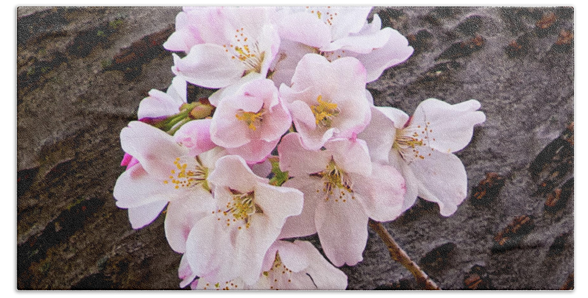 Cherry Blossoms Beach Towel featuring the photograph Single Cherry Blossom by C Renee Martin