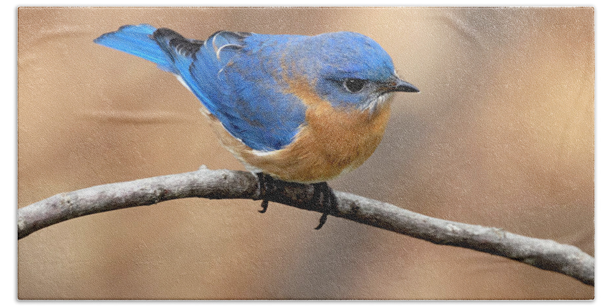 Bird Beach Towel featuring the photograph Sir Blue by Art Cole