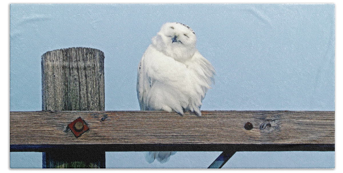 Snowy Owl Beach Towel featuring the photograph Smile With Your Face To The Sun by Debbie Oppermann