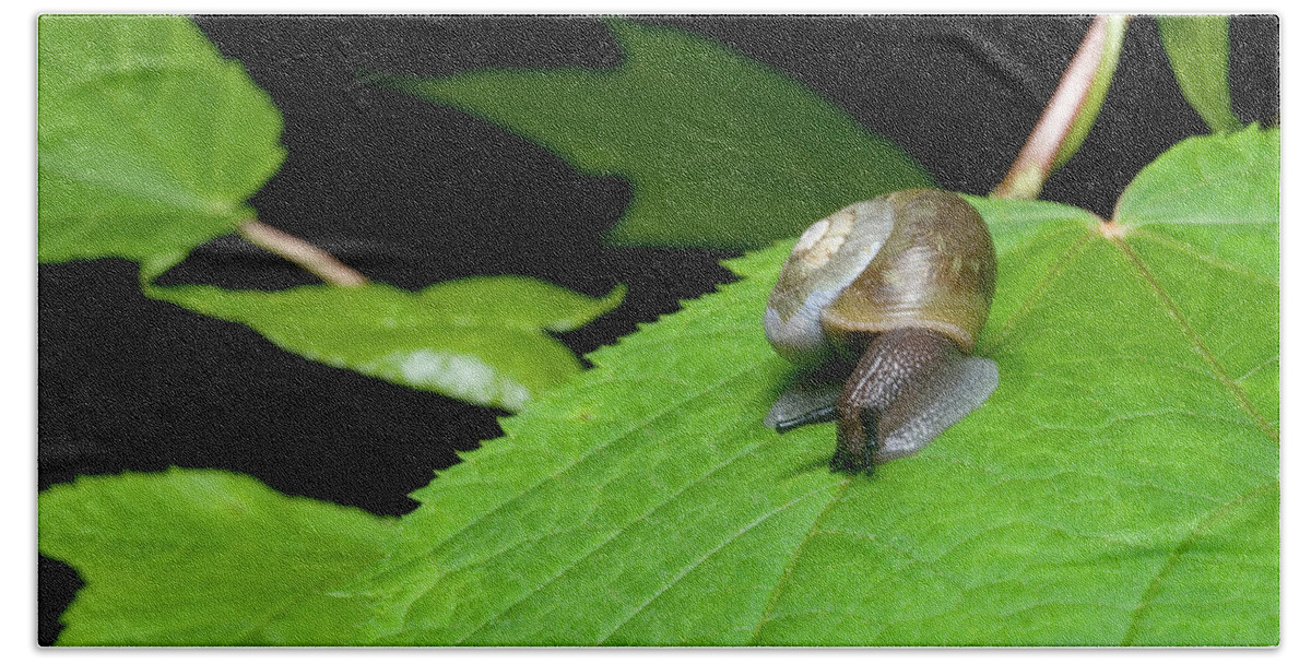 Macro Beach Towel featuring the photograph Snails Journey by Melissa Southern