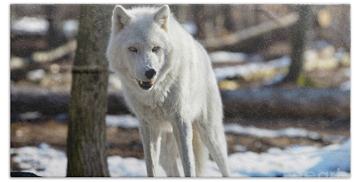 Winter Beach Towel featuring the photograph Snarling White Wolf by Rehna George