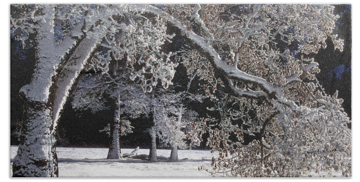 Black Oak Beach Towel featuring the photograph Snow Covered Black Oak Yosemite National Park by Dave Welling
