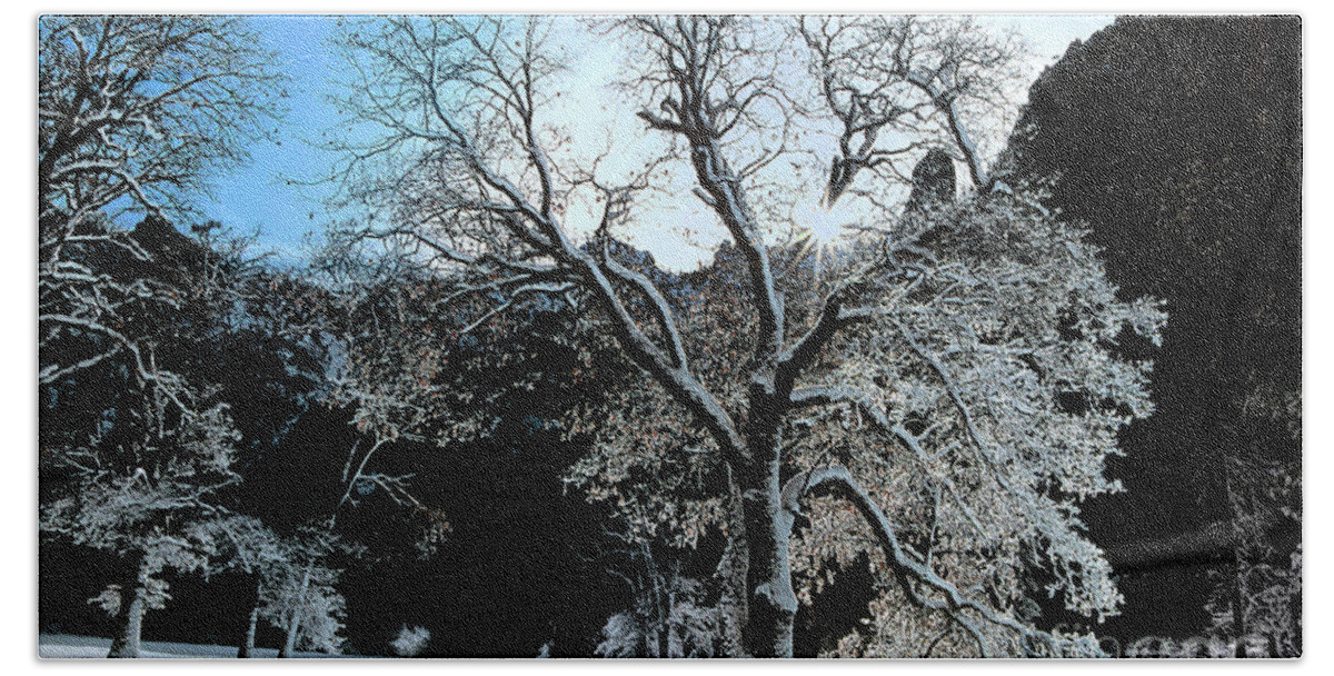 Dave Welling Beach Towel featuring the photograph Snow Covered Black Oaks Quercus Kelloggii Yosemite by Dave Welling