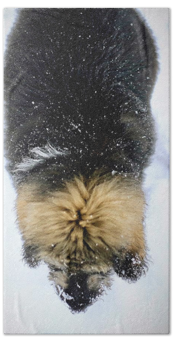 Dog Beach Towel featuring the photograph Snow Day by Carol Jorgensen