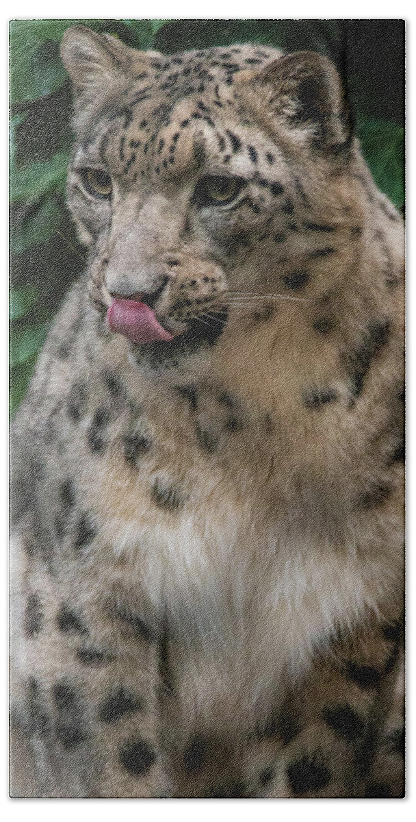 Zoo Boise Beach Towel featuring the photograph Snow Leopard 1 by Melissa Southern