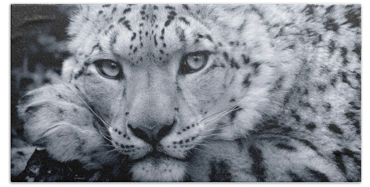 Snow Leopard Beach Towel featuring the photograph Snow Leopard Portrait - Request by Chris Boulton