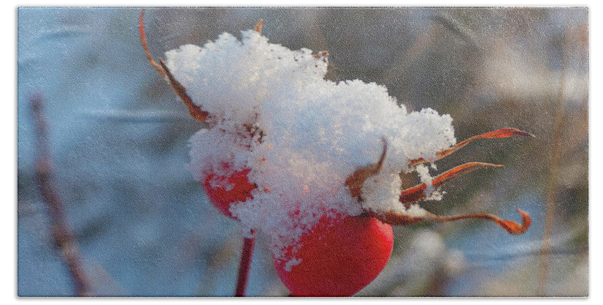 Rose Hips Beach Towel featuring the photograph Snow On Rose Hips by Karen Rispin