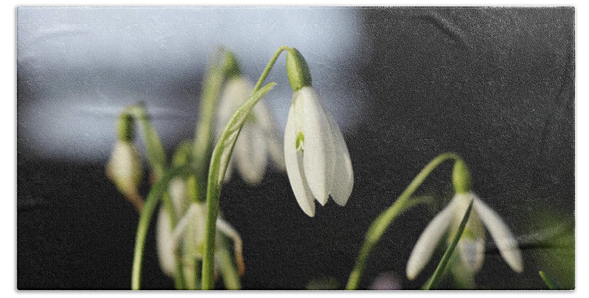 Misty Beach Towel featuring the photograph Snowdrop with extra tepals. Detail on one simple bloom with blurred background. Spring flowers in march-april months. Beginning of pollination, flowering. Abstract colours, white and green, black by Vaclav Sonnek