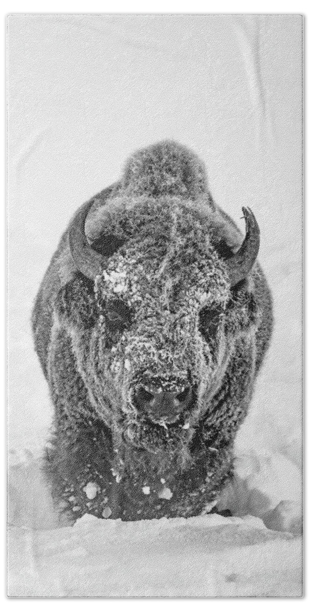 Bison Beach Towel featuring the photograph Snowy Bison by D Robert Franz