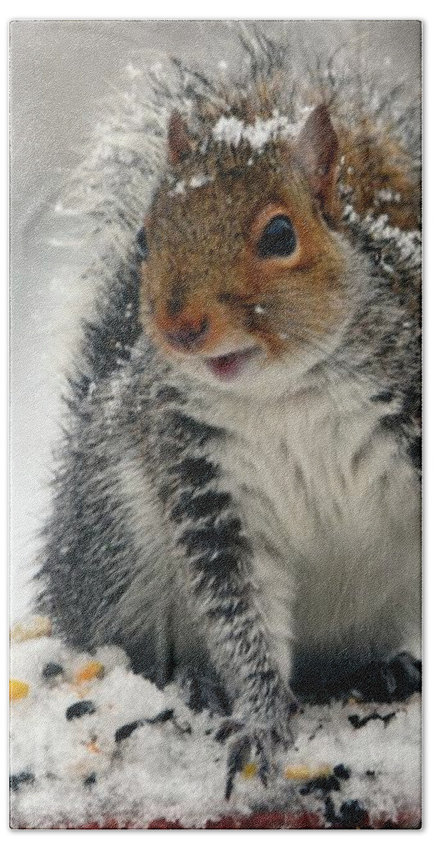 Squirrel Beach Towel featuring the photograph Snowy Curious Squirrel by Sea Change Vibes