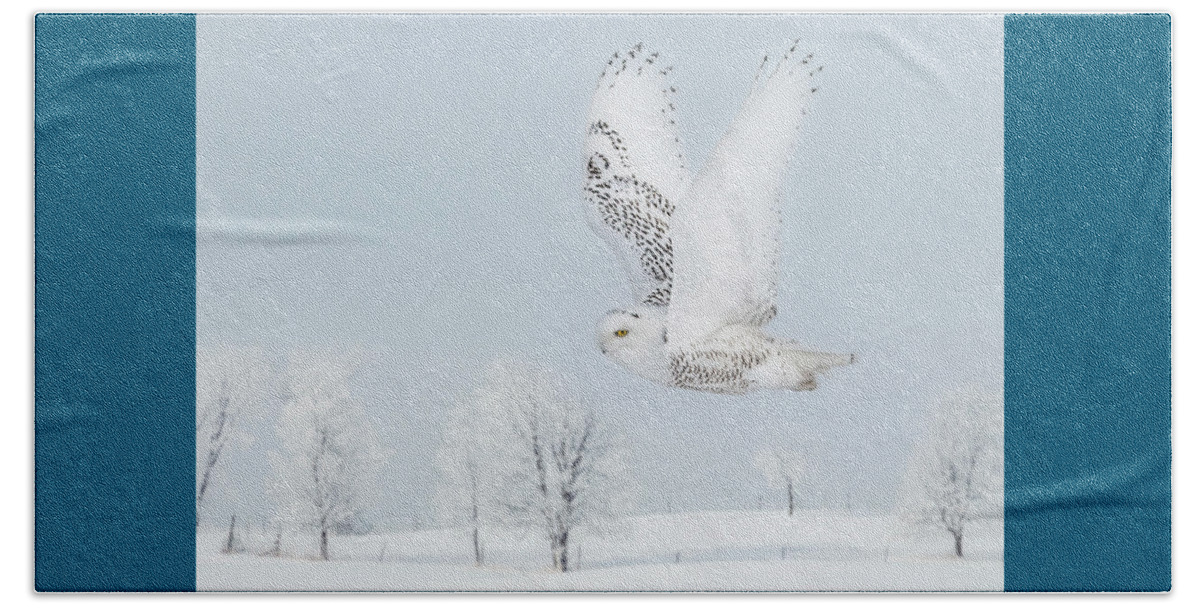 Snowy Owl Beach Towel featuring the photograph Snowy Owl #3 by Patti Deters