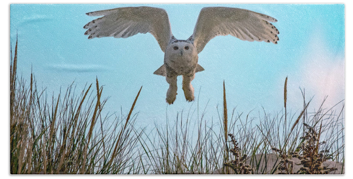 Owl Beach Towel featuring the photograph Snowy Owl In Flight by Cathy Kovarik