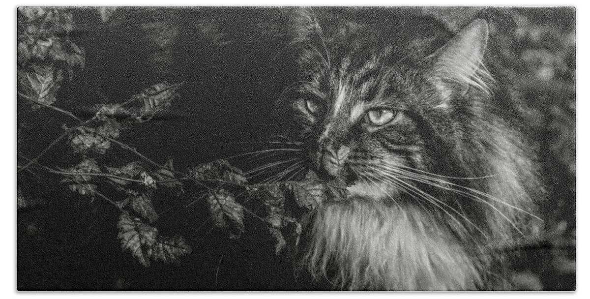 Cat Beach Towel featuring the photograph So many scents by Jaroslav Buna