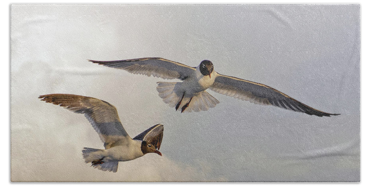 Seagulls In Flight Beach Sheet featuring the photograph Soaring by Don Spenner