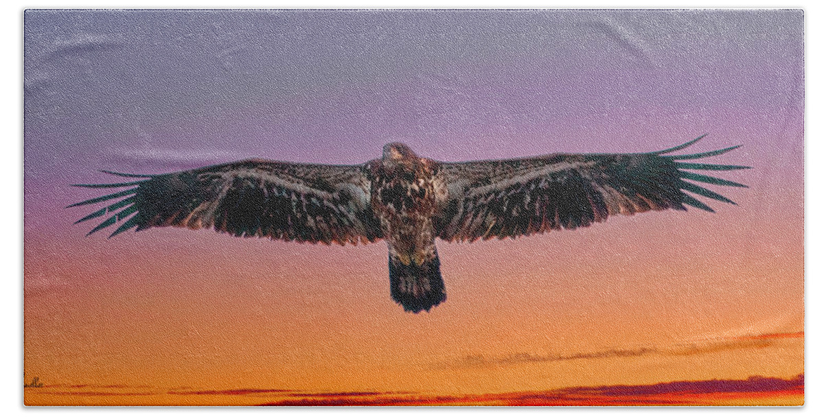 Birds Beach Towel featuring the photograph Soaring Juvenile Bald Eagle by Al Mueller