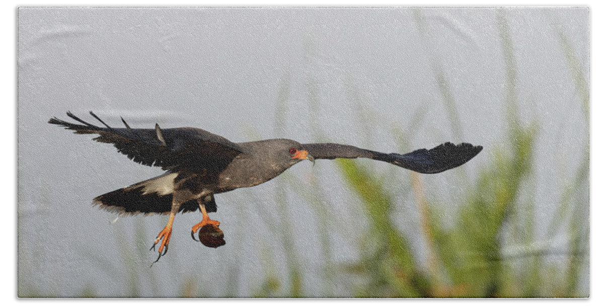 Snail Kite Beach Towel featuring the photograph Soaring Victorious by RD Allen