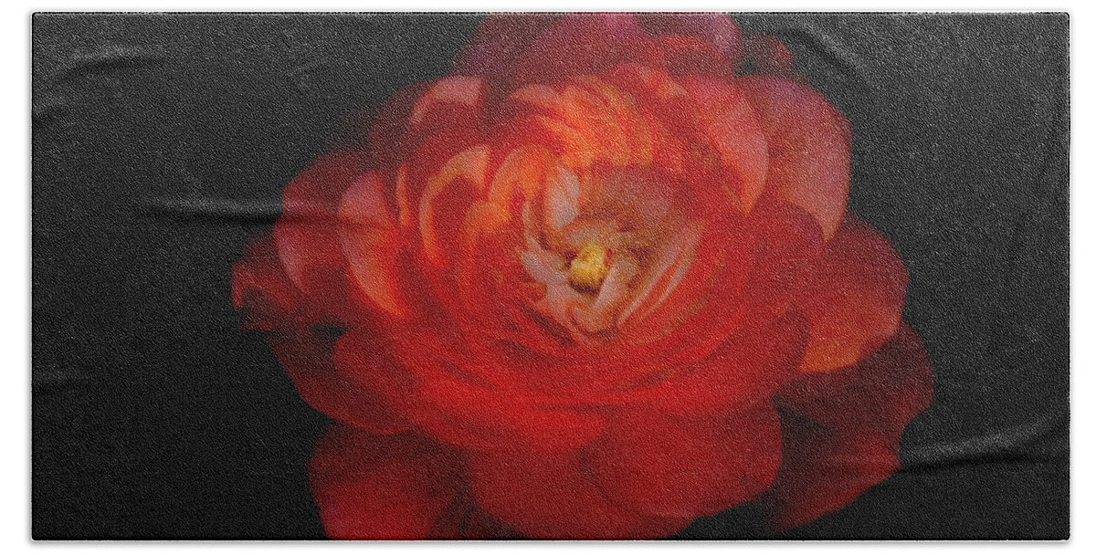 Rose Beach Towel featuring the photograph Soft Red Rose by Carrie Hannigan